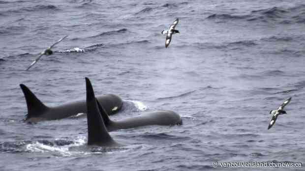 'Like finding a unicorn': Victoria researcher photographs ultra-rare orcas