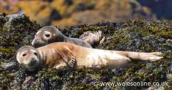 Your chance to live for free on a beautiful Welsh island
