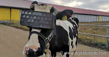 Cows in VR goggles and 14 other stories that gave us a giggle in 2019