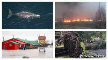 How did New Brunswick's environment fare in 2019? Not so well