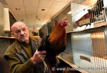 Rare birds on display at 175th annual Holcombe Ye Olde Gamecock Show