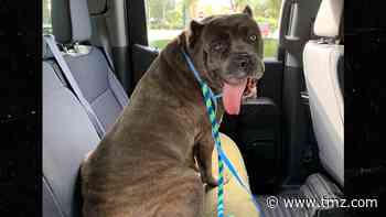 Tampa Bay Bucs Player's Abandoned Dog, Jitterbug, Gets Adopted by Family