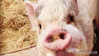 A hefty heifer, trapped cats and a singed swine: Edmonton's top animal stories of 2019