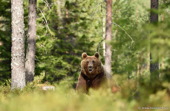 XRP’s Fundamental Strength May Spell Trouble for What’s to Come in 2020