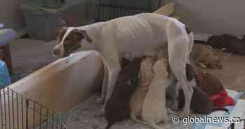 Animal rescue seeks help from Edmontonians to get Baker and her 13 puppies healthy and ready for adoption