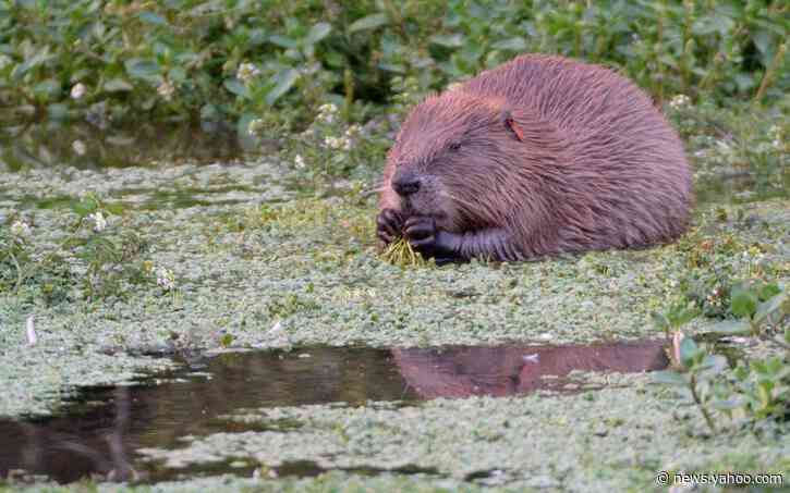 Reintroduction of beavers could protect land against floods and climate change