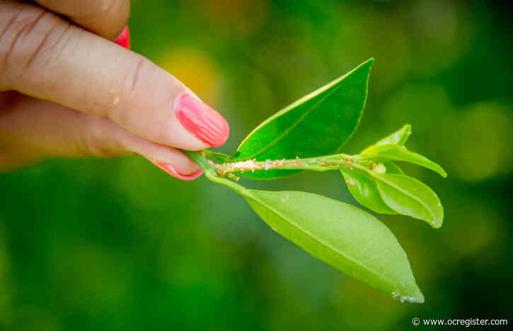 Citrus greening disease attacks Corona trees, putting city in quarantine area