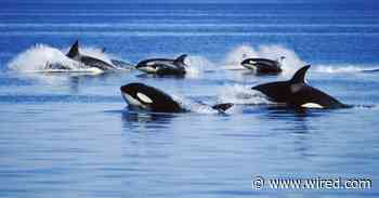 Whales Help Explain the Evolutionary Mystery of Menopause