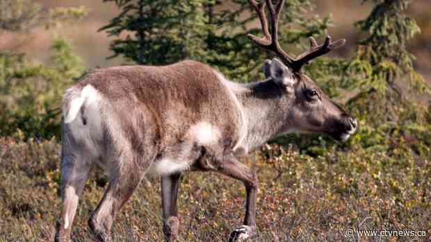 Yukon opens hunting for caribou herd without support from local First Nation