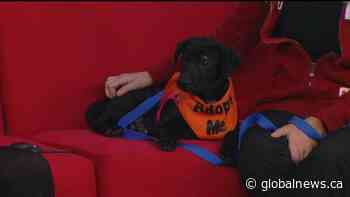 Adopt a Pet: 3 Month old Macchiato is looking for her forever home