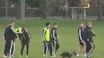 Dog Invades Premier League Soccer Workout, Pees All Over Cones