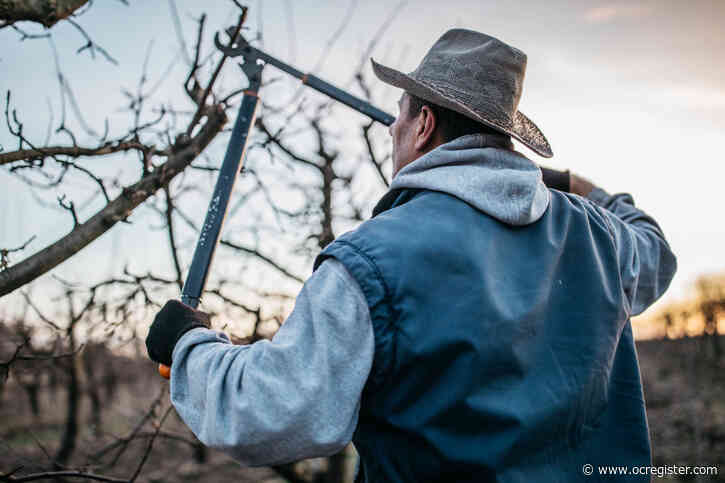 Take care of fruit trees by pruning, feeding and spraying them