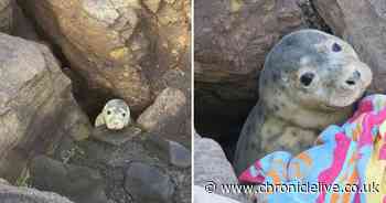 Seal rescued after becoming trapped in rocks at St Mary's Island in Whitley Bay
