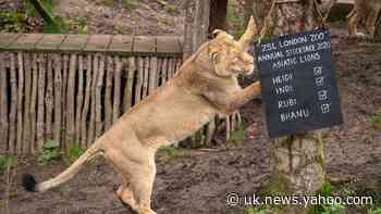 In Pictures: Chalk another one up: London Zoo launches animal audit