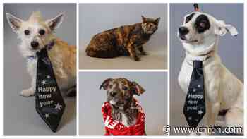 Pets of the Week: Meet senior cat Sally and 8 other adorable animals at BARC that deserve homes