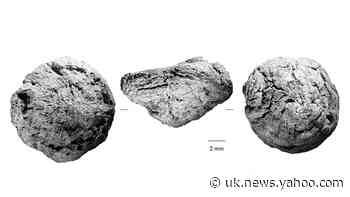 Early humans were cooking plant-based carbs 170,000 years ago, study suggests
