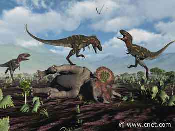 Horse-size T. rex probably not real, says dream-crushing study     - CNET