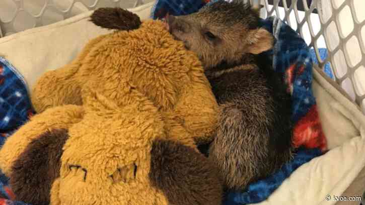 Baby javelina rescued by Tucson Wildlife Center just in time for Christmas