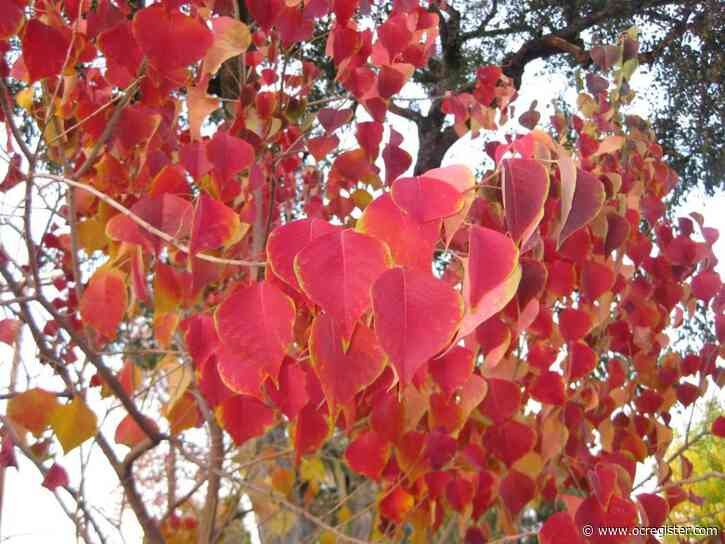 These trees offer the most colorful leaves in the fall for Southern California gardeners