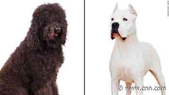 American Kennel Club announces two new dog breeds
