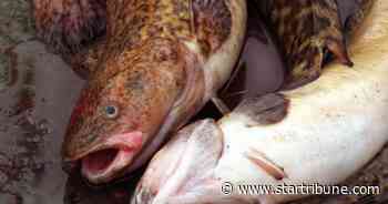 You better not 'pout: Minnesota's International Eelpout Festival canceled