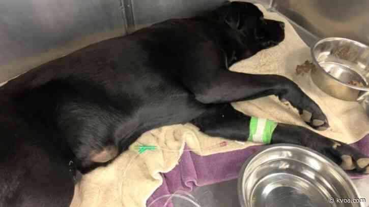 Family sought after dog found with high-power gunshot wound in midtown