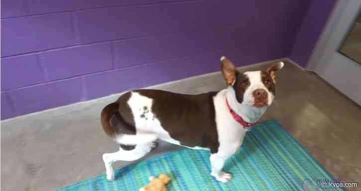 Adopt This Pet: Bailey