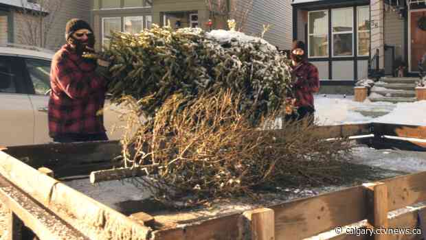 Tree Tossers back on Calgary streets to help rid homes of Christmas remains