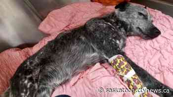 'To find her alive was unbelievable': Dog recovers after being shot on family farm