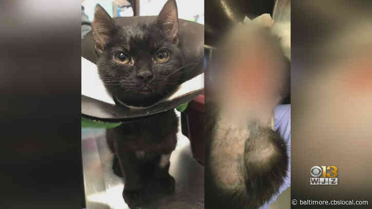 Baltimore-Area Animal Organizations Raising Money For Two Cats That Suffered Severe Burns