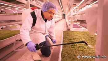 33 Meter unter London wird 60-Mal im Jahr geerntet