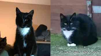 Cat rescued by RSPCA after breaking into prison