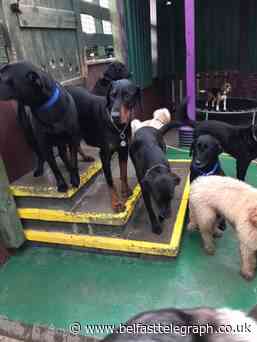 Dog owners vow to save Walkapaws daycare centre after officials force closure