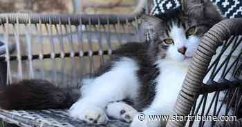 Delivery driver charged with stealing cat from Watertown home