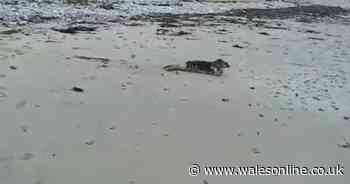 Seal filmed bouncing down Gower beach into the sea