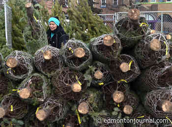 City to begin collecting Christmas trees next week