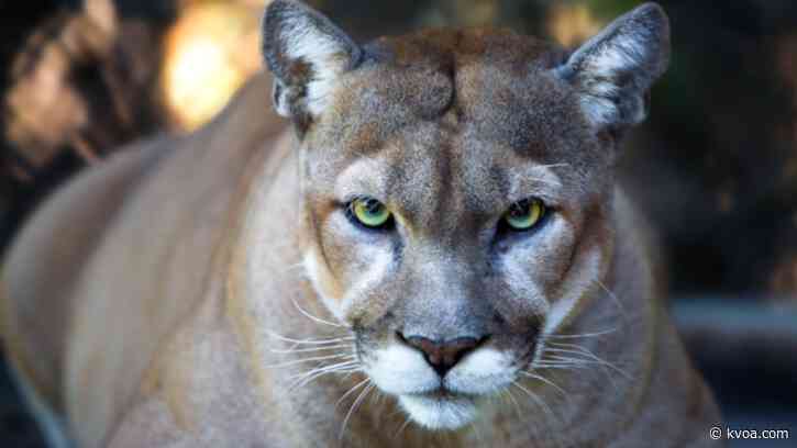 Medical Examiner: Individual found dead in Pima County Trailhead not killed by mountain lions