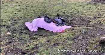 Anger after body of dead horse left lying in a field in Aberdare for more than a week