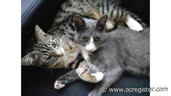 Tom and Jerry double the kitten fun