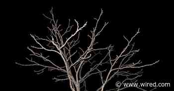 How to Make a Tree With Fractals