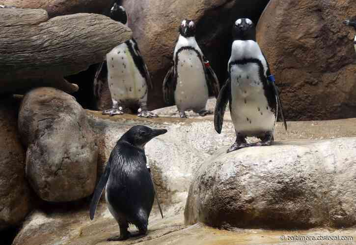 Maryland Zoo Dishes Up New Penguin Name