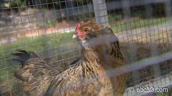 Ever wanted to rent a chicken? Now you can!