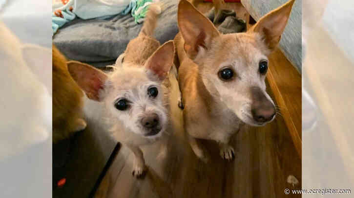 Laverne and Shirley are two small dogs looking for a home together