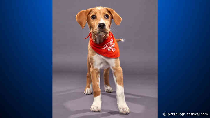 Animal Friends Alumnus Kenny To Play In ‘Puppy Bowl’