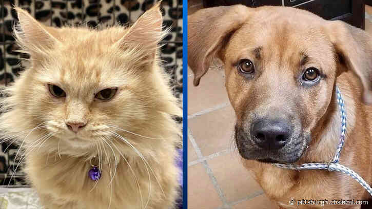 Furry Tails: Bonnie, Lucy, Tillie & Tank Are Waiting For Forever Homes