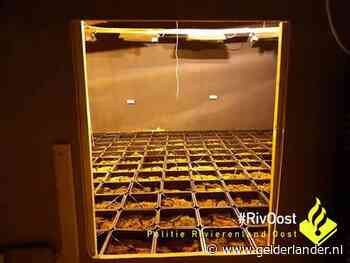Wietkwekerij met 200 potten wiet opgerold in Duiven