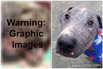 Before and after: Houston dog rescued on the brink of death gets a new life