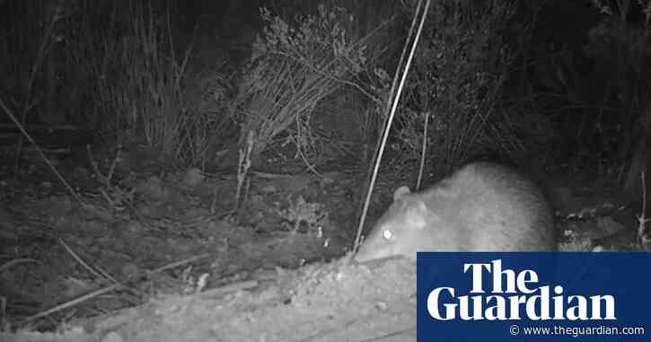 'Silent death': Australia's bushfires push countless species to extinction
