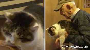 World's First Cloned Cat Celebrates 18th Birthday, Still Feline Fine