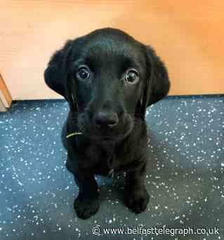 Adorable pup Skye is one of many pets left at Northern Ireland shelters as 'unwanted' Christmas gifts